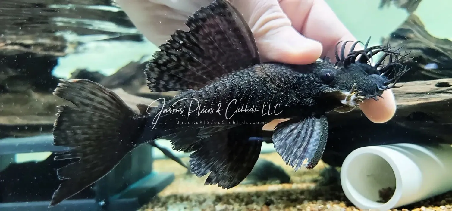 Colombia Ancistrus sp.