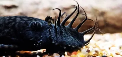 Colombia Ancistrus sp.