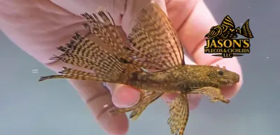 Longfin Common Bristlenose Catfish - (Ancistrus cf. cirrhosus) Breeding Pair