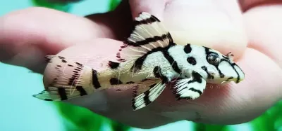 L236 Super White - (Hypancistrus seideli)