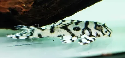L236 Super White - (Hypancistrus seideli)