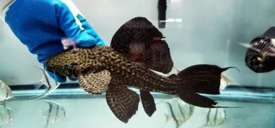L380 Army Cactus Pleco - (Pseudacanthicus sp.)