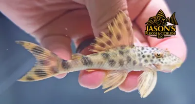L075 Para Pleco - (Peckoltia sabaji)