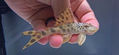 L075 Para Pleco - (Peckoltia sabaji)