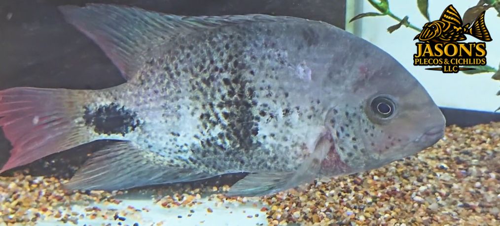 Blackbelt Cichlid - (Vieja maculicauda)