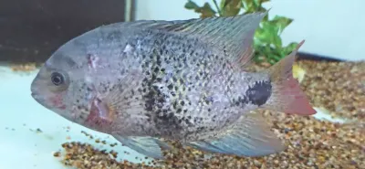 Blackbelt Cichlid - (Vieja maculicauda)