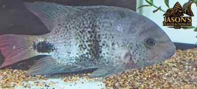 Blackbelt Cichlid - (Vieja maculicauda)
