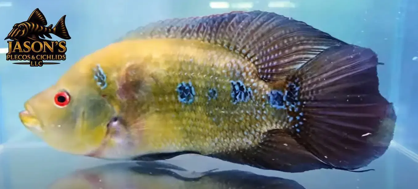 Trimac Cichlid/Three Spot Cichlid - (Amphilophus Trimaculatus)