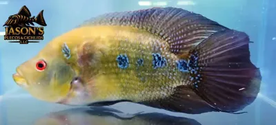 Trimac Cichlid/Three Spot Cichlid - (Amphilophus Trimaculatus)