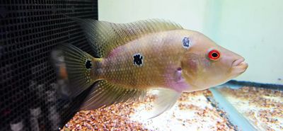 Trimac Cichlid/Three Spot Cichlid - (Amphilophus Trimaculatus)