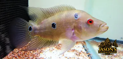 Trimac Cichlid/Three Spot Cichlid - (Amphilophus Trimaculatus) Trimac Cichlid/Three Spot Cichlid - (Amphilophus Trimaculatus)