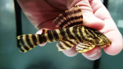 L002 Tiger Peckoltia - (Panaqolus sp.) L002 Tiger Peckoltia - (Panaqolus sp.)