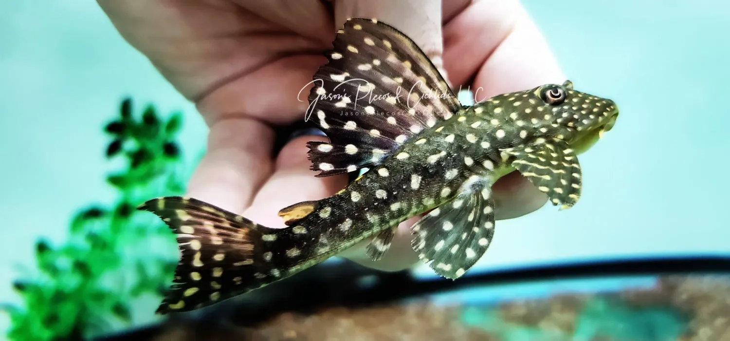 Rose-Spotted Pleco - (Hypostomus roseopunctatus)