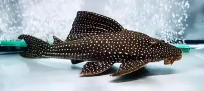 Rose-Spotted Pleco - (Hypostomus roseopunctatus)