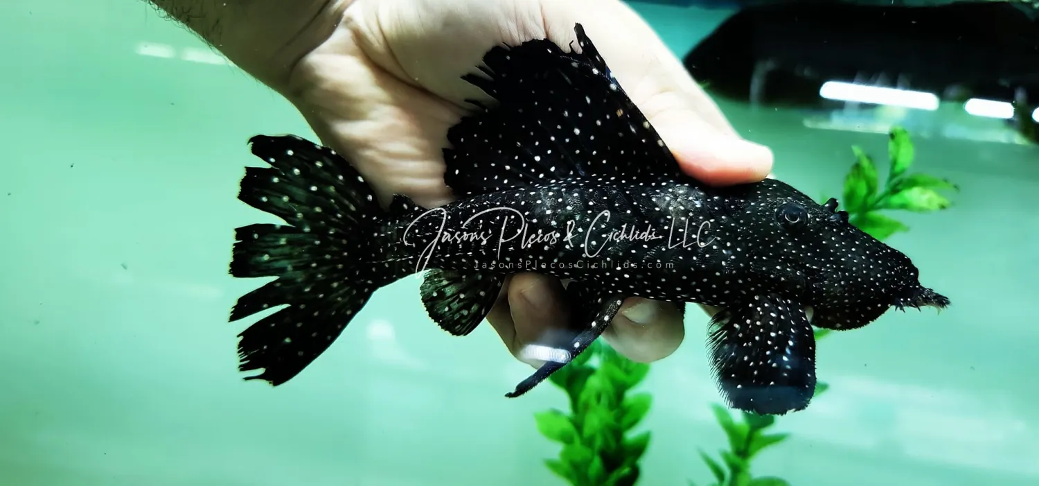 L240 Black Saum Vampire Pleco - (Leporacanthicus cf. galaxias)