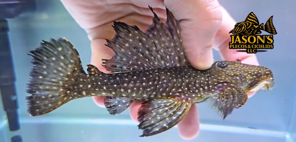L240 Black Saum Vampire Pleco - (Leporacanthicus cf. galaxias)