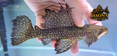 L240 Black Saum Vampire Pleco - (Leporacanthicus cf. galaxias)