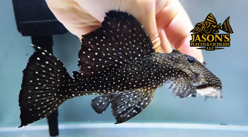 L240 Black Saum Vampire Pleco - (Leporacanthicus cf. galaxias)