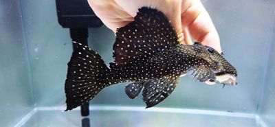 L240 Black Saum Vampire Pleco - (Leporacanthicus cf. galaxias)