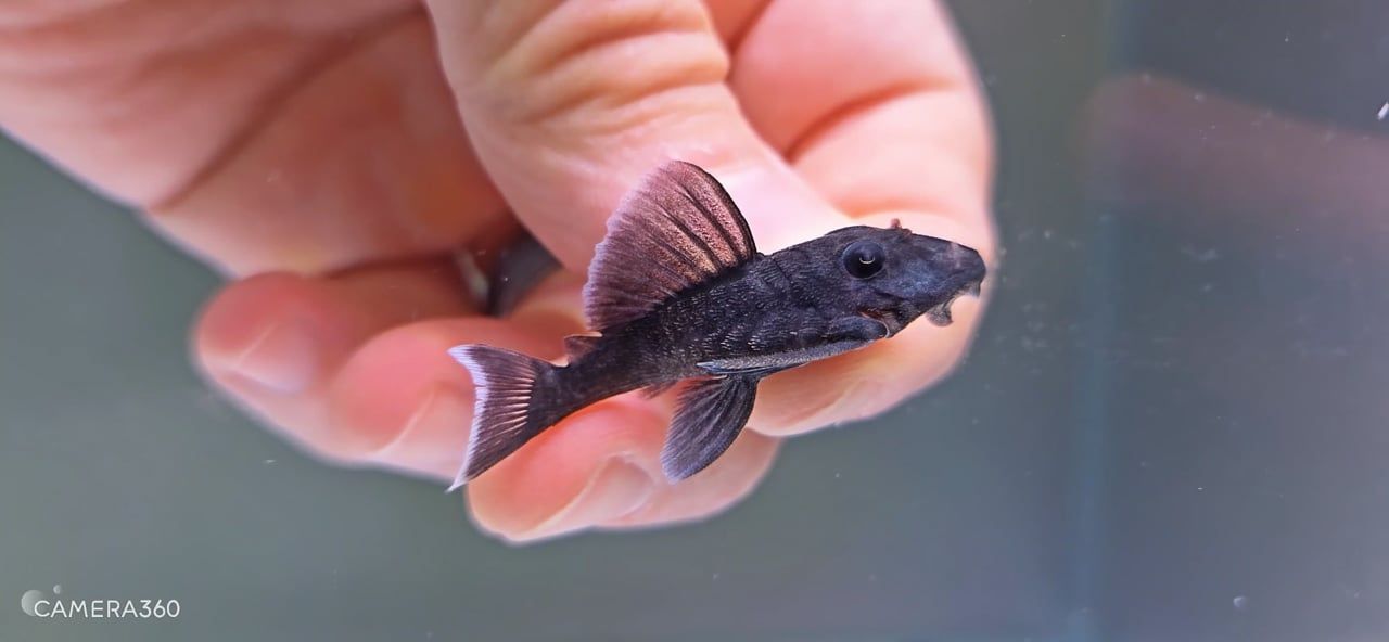 L239 Blue Panaque - (Baryancistrus beggini)