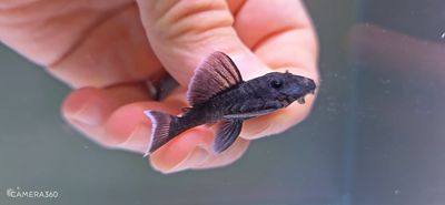 L239 Blue Panaque - (Baryancistrus beggini)