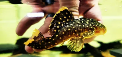 L081 Gold Nugget Pleco - (Baryancistrus xanthellus)