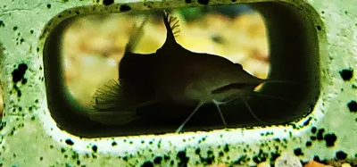 Albino Bumblebee Catfish - (Microglanis Iheringi)