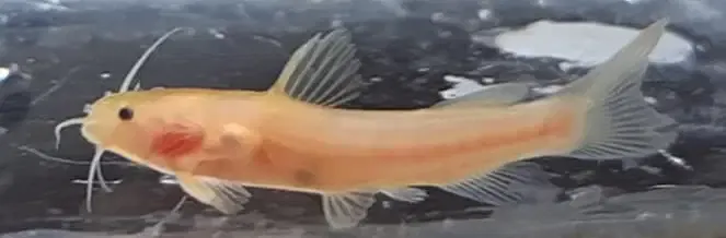 Albino Bumblebee Catfish - (Microglanis Iheringi)