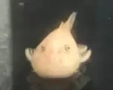 L187 Albino Blonde Rubbernose Pleco - (Chaetostoma formosae)