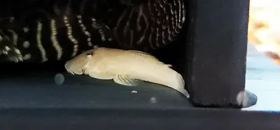 L187 Albino Blonde Rubbernose Pleco - (Chaetostoma formosae)