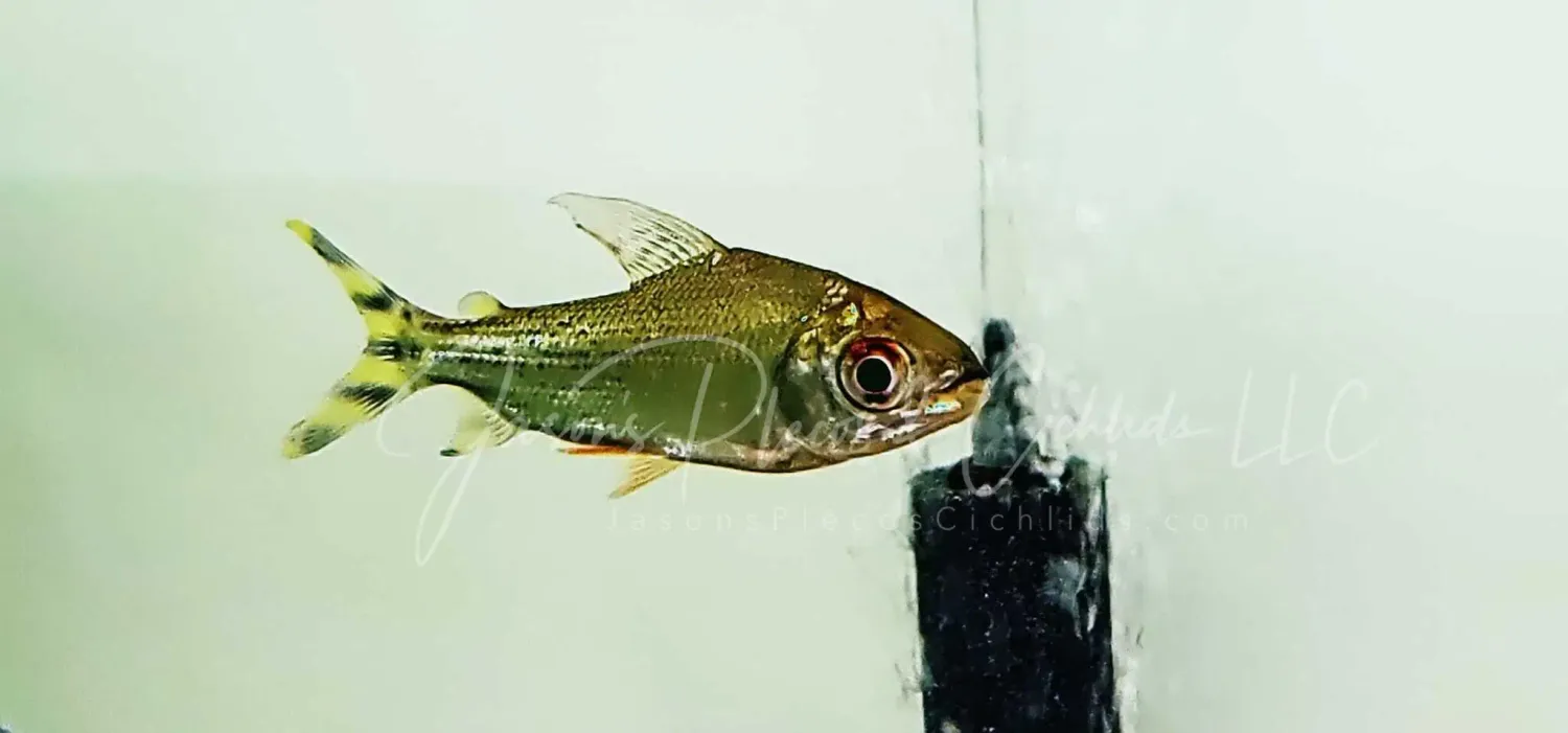 Yellow Flagtail Prochilodus - (Semaprochilodus insignis)