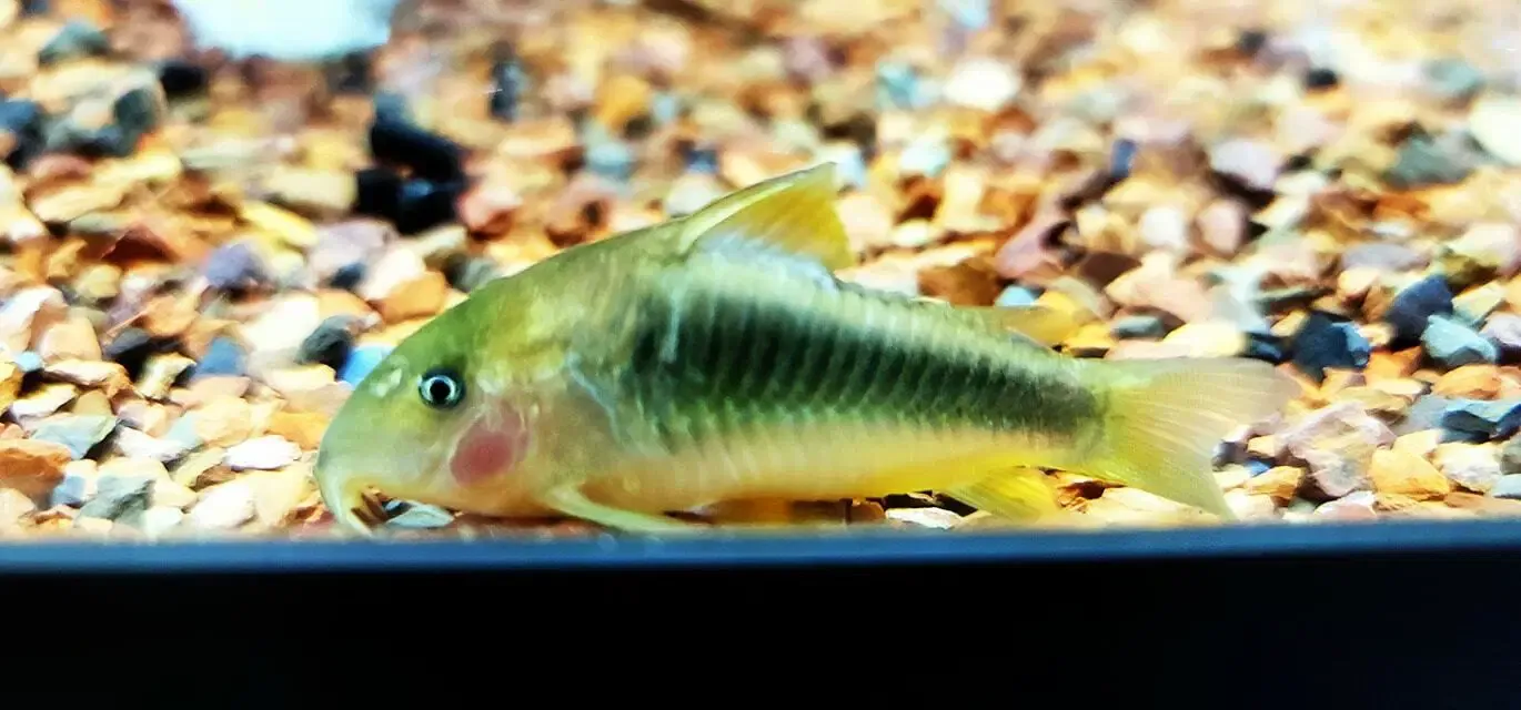 Bronze Cory Cat - (Corydoras (lineage 7) aeneus)
