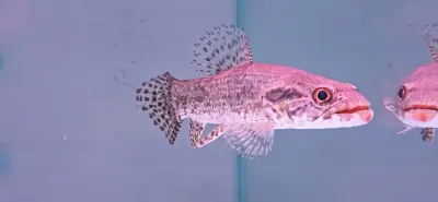 Wolf Fish - (Hoplias aimara)