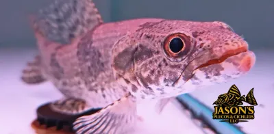 Wolf Fish - (Hoplias aimara)