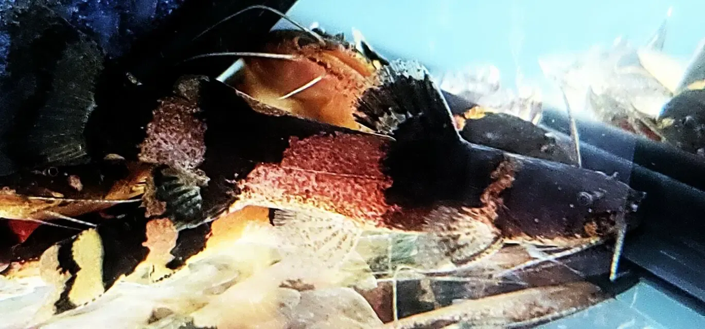 Bumblebee Catfish - (Microglanis Iheringi)