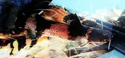 Bumblebee Catfish - (Microglanis Iheringi)