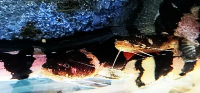 Bumblebee Catfish - (Microglanis Iheringi)