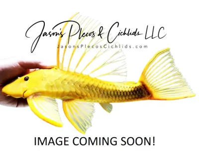 Loiselle Cichlid - (Parachromis loisellei)