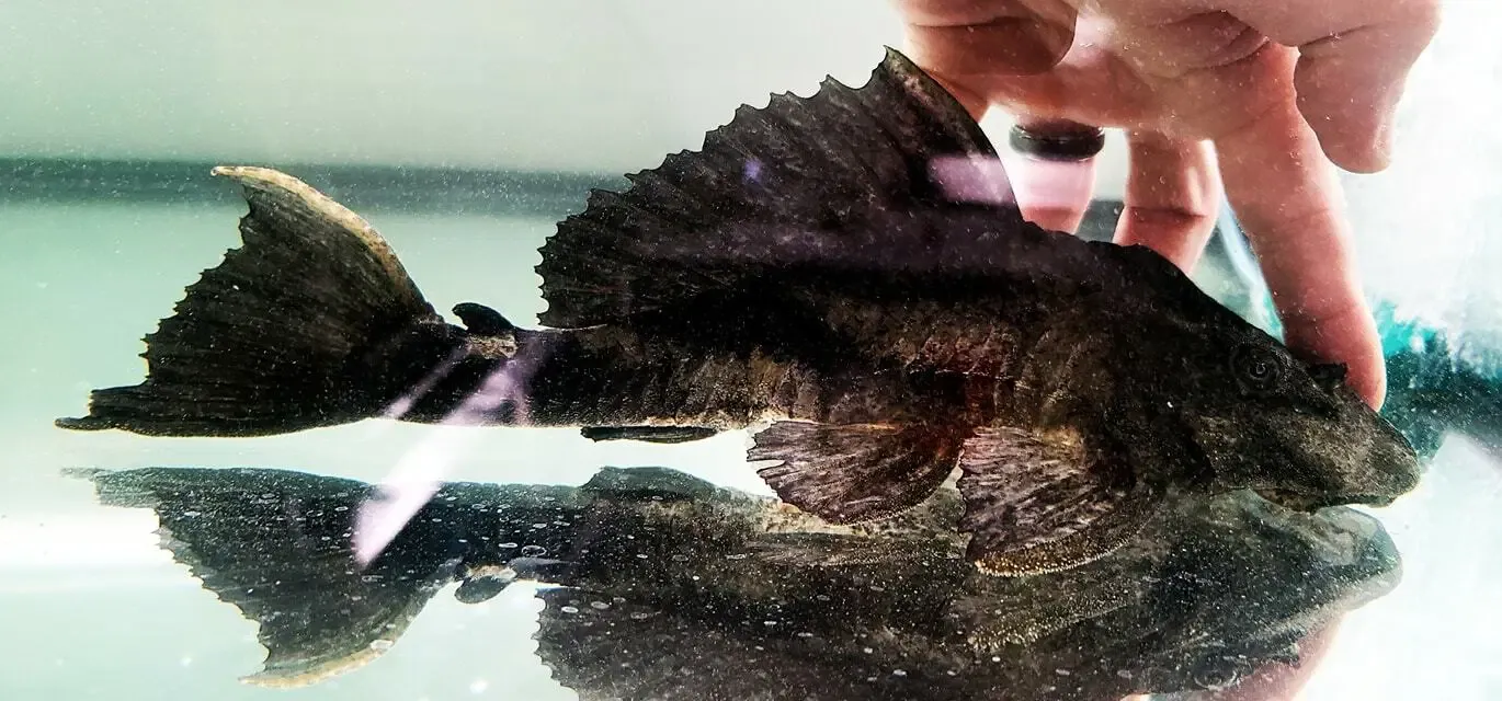 Chocolate Pleco/Alligator Pleco/Rhino Pleco - (Pterygoplichthys scrophus)