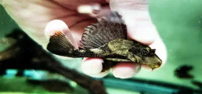 Chocolate Pleco/Alligator Pleco/Rhino Pleco - (Pterygoplichthys scrophus)