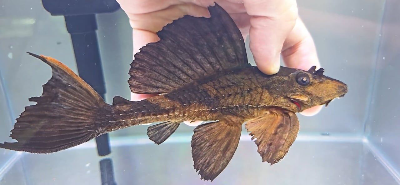 Chocolate Pleco/Alligator Pleco/Rhino Pleco - (Pterygoplichthys scrophus)