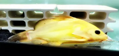 False Upside-down Catfish - (Synodontis Nigrita Yellow)
