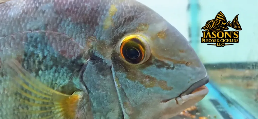 True Parrot Cichlid - (Hoplarchus psittacus)