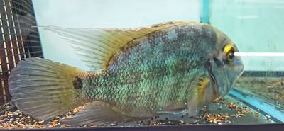 True Parrot Cichlid - (Hoplarchus psittacus)