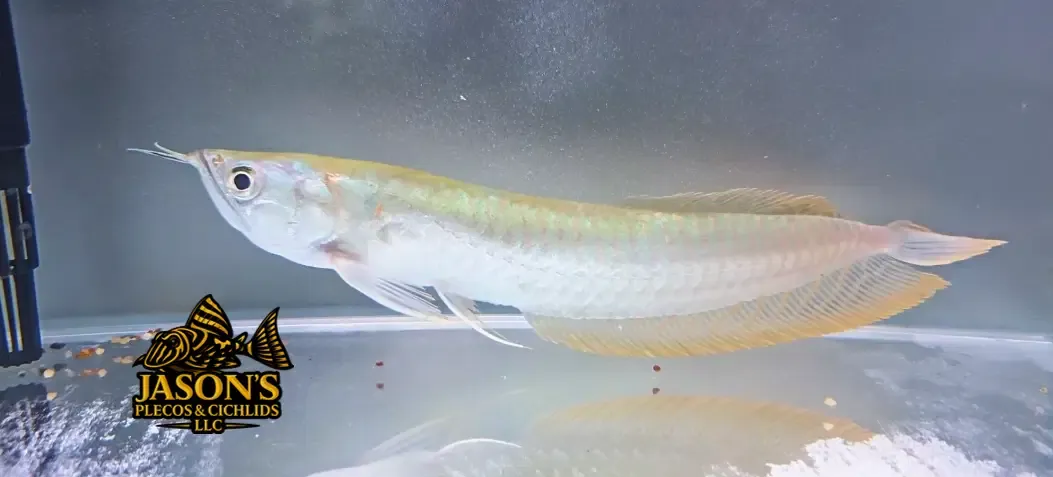 Silver Arowana - (Osteoglossum bicirrhosum)