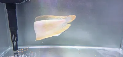 Silver Arowana - (Osteoglossum bicirrhosum)