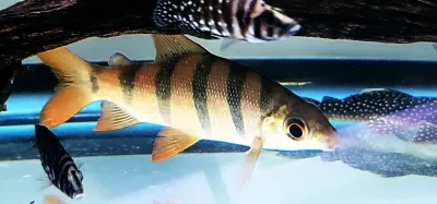 Six-banded Distichodus - (Distichodus sexfasciatus) Six-banded Distichodus - (Distichodus sexfasciatus)