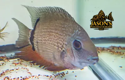 Green Severum - (Heros efasciatus) Green Severum - (Heros efasciatus)