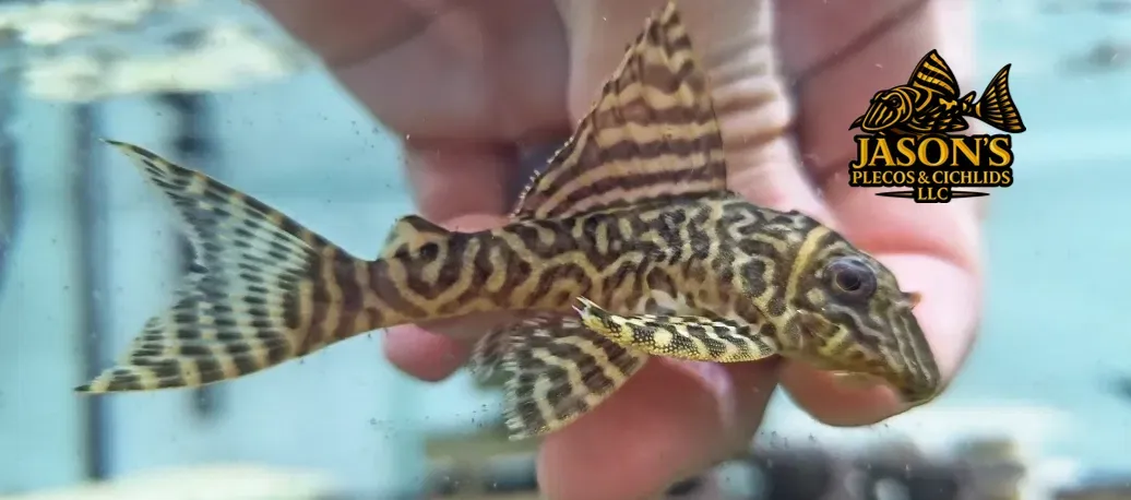 L333 Yellow King Tiger Pleco/Maze Zebra Pleco - (Hypancistrus Seideli)
