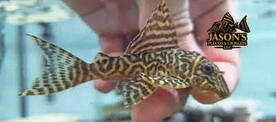 L333 Yellow King Tiger Pleco/Maze Zebra Pleco - (Hypancistrus Seideli)
